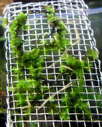 Attēlu rezultāti vaicājumam “Jungermannia subulata”