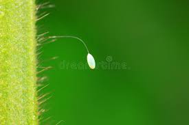 Attēlu rezultāti vaicājumam “Chrysopa eggs”