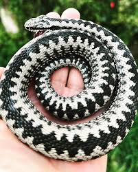 Attēlu rezultāti vaicājumam “Vipera berus adult”