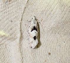 Attēlu rezultāti vaicājumam “Epinotia bilunana”