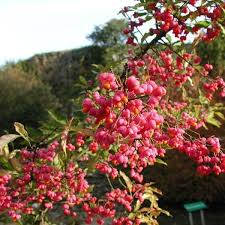Attēlu rezultāti vaicājumam “Euonymus europaeus”