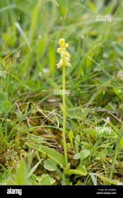 Attēlu rezultāti vaicājumam “Herminium monorchis flower”