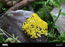 Attēlu rezultāti vaicājumam “Physarum virescens young”