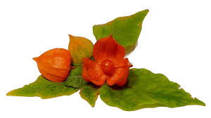 Image result for Lampionblume