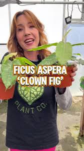 Attēlu rezultāti vaicājumam “Chara aspera male”