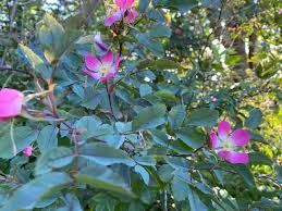 Attēlu rezultāti vaicājumam “Rosa glauca flower”