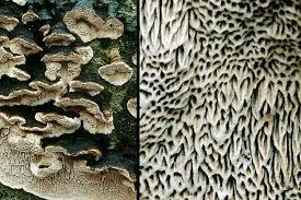 Attēlu rezultāti vaicājumam “Datronia mollis”