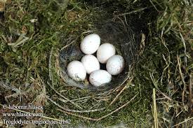 Attēlu rezultāti vaicājumam “Troglodytes troglodytes nest”