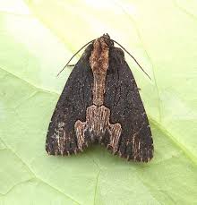 Attēlu rezultāti vaicājumam “Dypterygia scabriuscula”