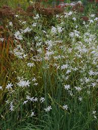 Attēlu rezultāti vaicājumam “Anthericum ramosum”