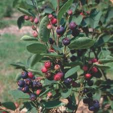 Attēlu rezultāti vaicājumam “Amelanchier spicata fruit”