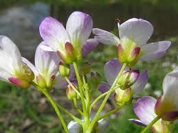 Attēlu rezultāti vaicājumam “Cardamine amara”