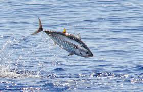 Image result for Thunnus thynnus