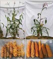 Attēlu rezultāti vaicājumam “Zea mays”