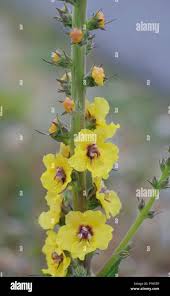 Attēlu rezultāti vaicājumam “Verbascum nigrum flower”