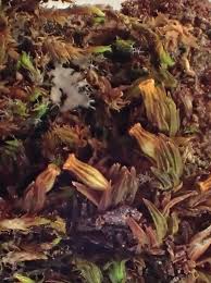 Attēlu rezultāti vaicājumam “Orthotrichum pumilum”