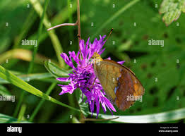 Attēlu rezultāti vaicājumam “Argynnis laodice female”