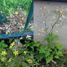 Attēlu rezultāti vaicājumam “Mycelis muralis”