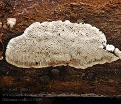 Attēlu rezultāti vaicājumam “Datronia mollis”