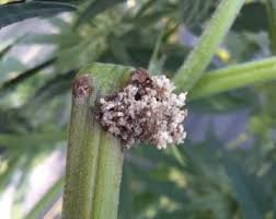 Attēlu rezultāti vaicājumam “Trichia flavicoma stalked”