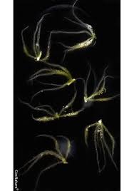 Attēlu rezultāti vaicājumam “Sphagnum angustifolium”