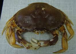 Image result for Metacarcinus magister