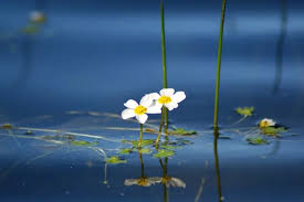 Attēlu rezultāti vaicājumam “Batrachium circinatum flower”