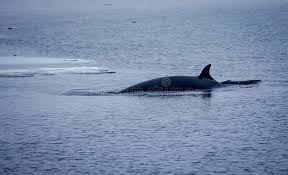 Image result for Balaenoptera bonaerensis