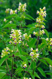 Image result for Galeopsis segetum