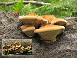 Attēlu rezultāti vaicājumam “Inonotus rheades”