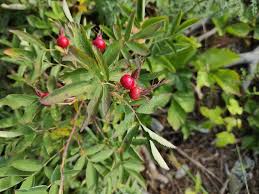 Attēlu rezultāti vaicājumam “Rosa glabrifolia”