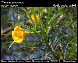 Attēlu rezultāti vaicājumam “Apocynaceae”
