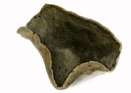 Attēlu rezultāti vaicājumam “Peziza repanda”