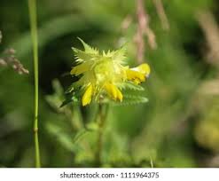 Attēlu rezultāti vaicājumam “Hoplia parvula”