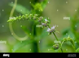 Attēlu rezultāti vaicājumam “Mentha spicata flower”