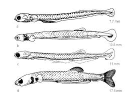 Image result for Dorosoma cepedianum