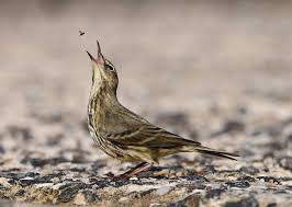 Attēlu rezultāti vaicājumam “Anthus petrosus adult”