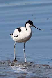 Image result for Recurvirostra avosetta