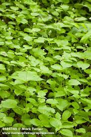 Attēlu rezultāti vaicājumam “Circaea alpina leaf”