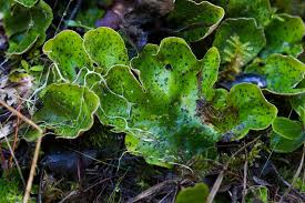 Attēlu rezultāti vaicājumam “Peltigera leucophlebia”