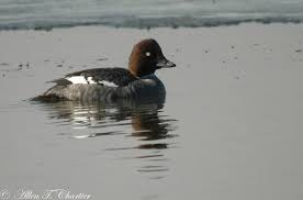Attēlu rezultāti vaicājumam “Bucephala clangula female”