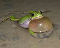 Attēlu rezultāti vaicājumam “Hyla arborea adult”