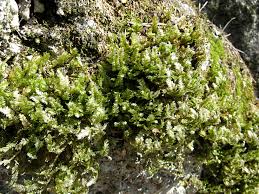 Attēlu rezultāti vaicājumam “Neckera pennata”