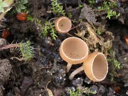 Attēlu rezultāti vaicājumam “Ciboria amentacea”