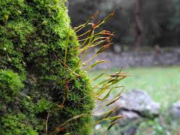 Attēlu rezultāti vaicājumam “Syntrichia latifolia”