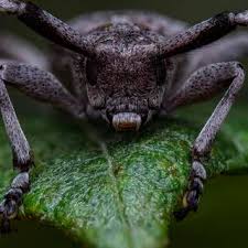 Attēlu rezultāti vaicājumam “Brachonyx pineti”