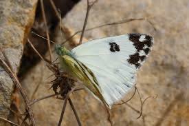 Attēlu rezultāti vaicājumam “Pontia edusa upperside”