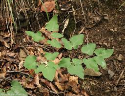Attēlu rezultāti vaicājumam “Laserpitium latifolium leaf”