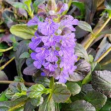 Attēlu rezultāti vaicājumam “Ajuga reptans flower”