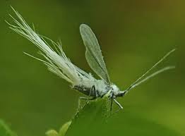 Attēlu rezultāti vaicājumam “Orthezia urticae”